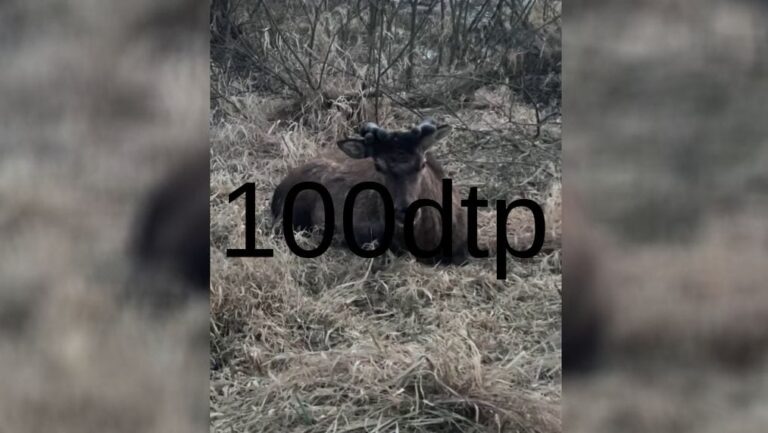 Олень Борис переплив річку та оселився на болотах Рівненщини