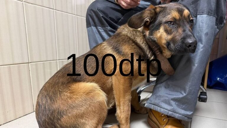 У Харкові рятували собаку, збиту водієм